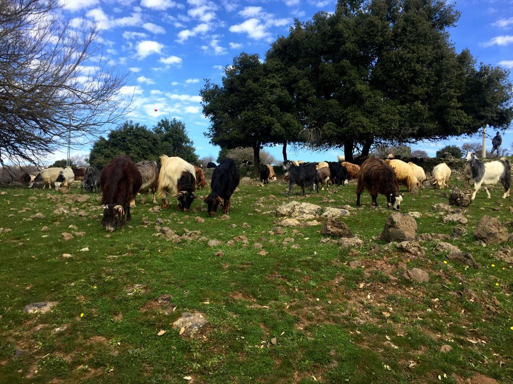 Odem Guest House Dış mekan fotoğraf